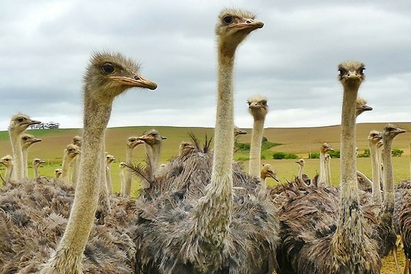 Ostriches at Oudtshoorn - Garden Route Uncovered
