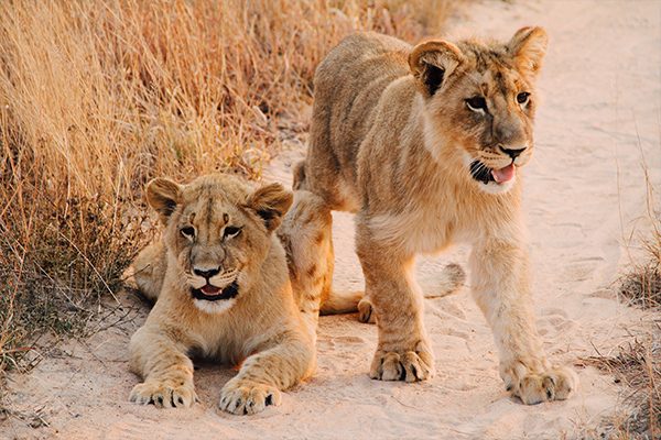 Two lion cubs - Zimbabwe Highlights