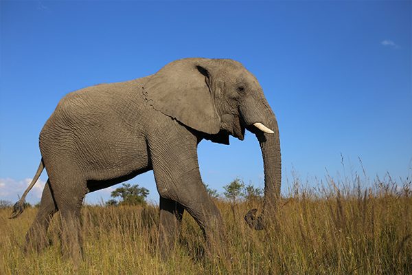 Zimbabwe Gallery - Elephant Hwange