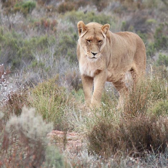 Lioness in the Aquila Safari