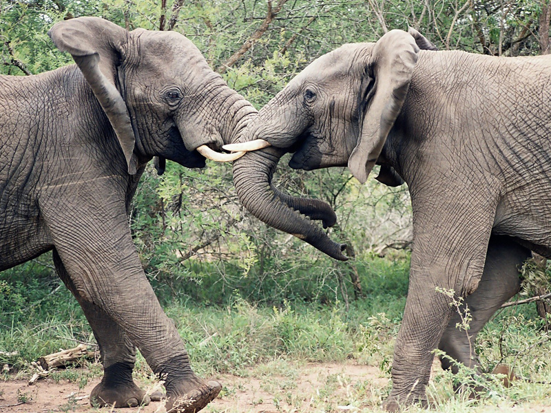 Two young elephants play fighting