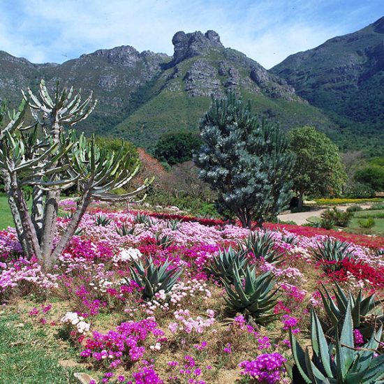 Kirstenbosch Gardens - flowers and aloes