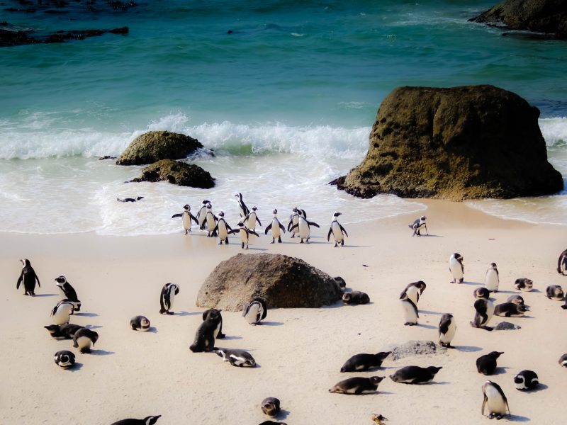 Penguin's on Boulder's Beach
